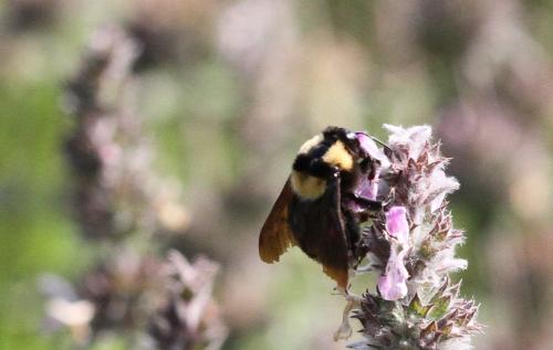 Bombus argillaceus